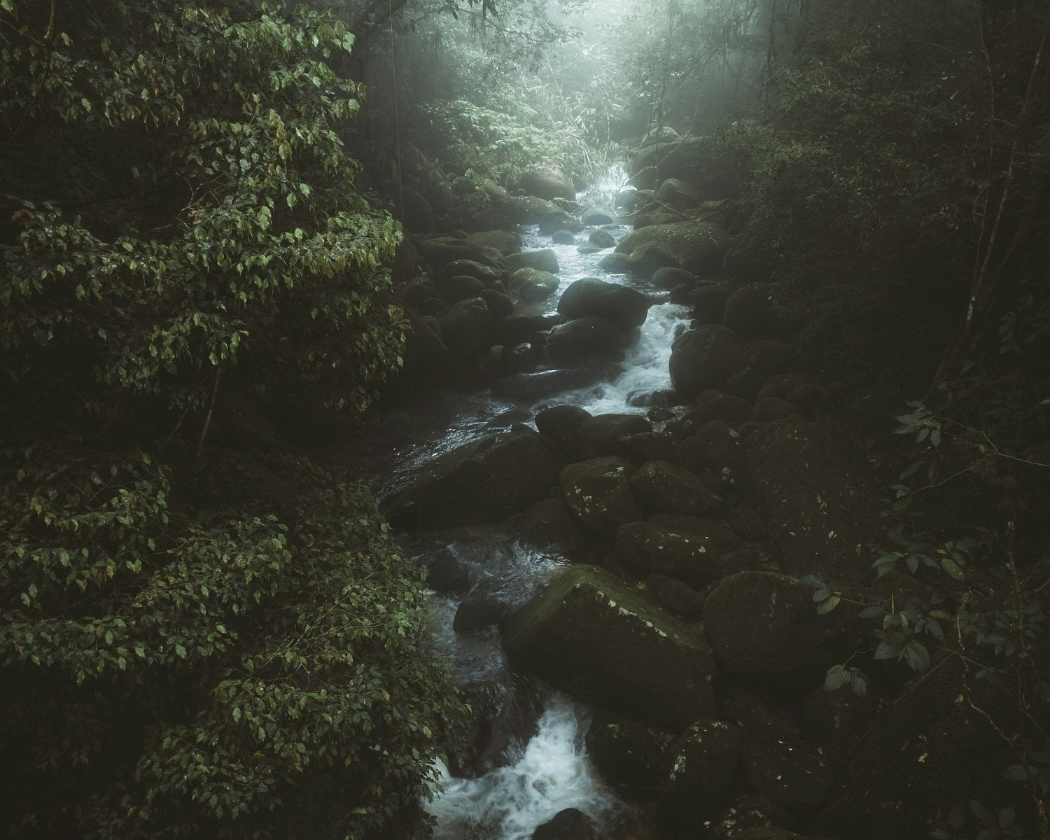 Forest stream flowing through deep green trees