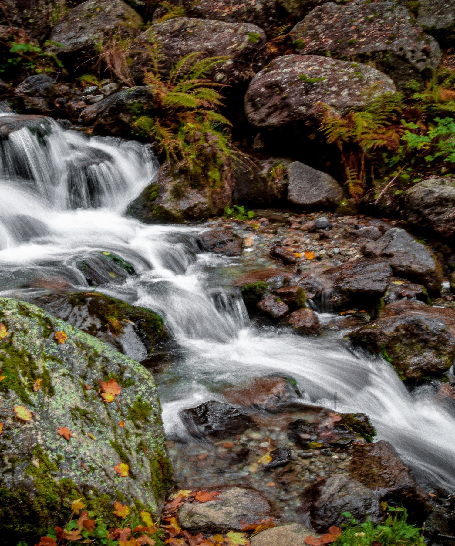 Forest waterfall flowing through rocks